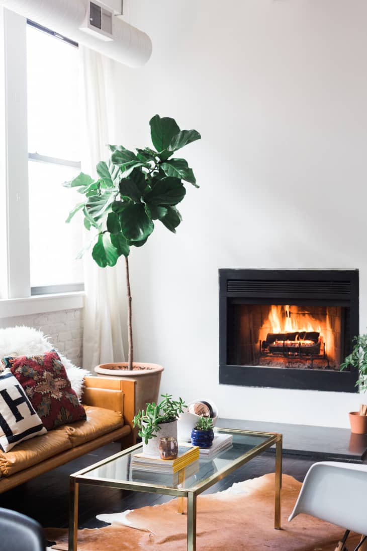 Best Living Room Plants Apartment Therapy
